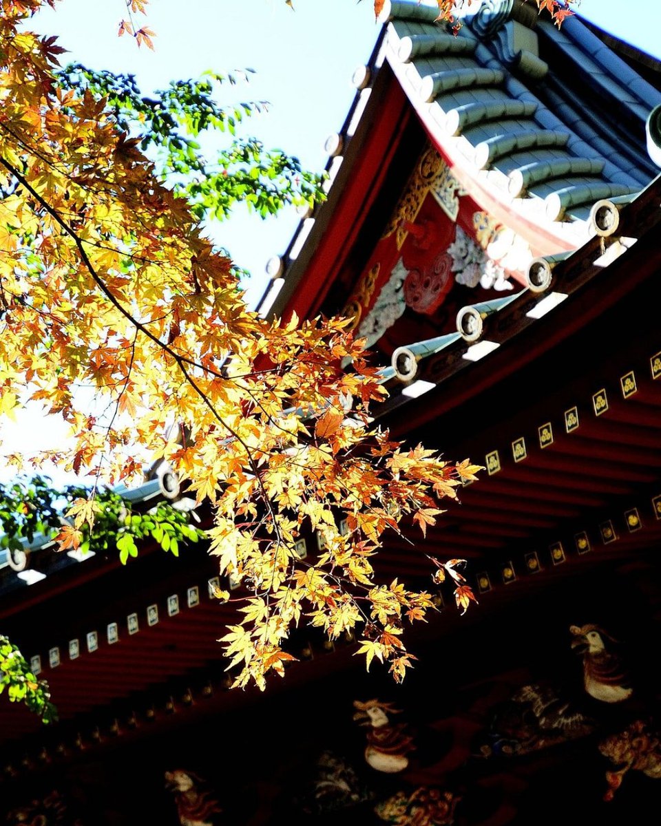 Tripadvisor's tweet image. Tokyo in the Autumn &amp;gt;&amp;gt;&amp;gt; tripadv.sr/488jnka