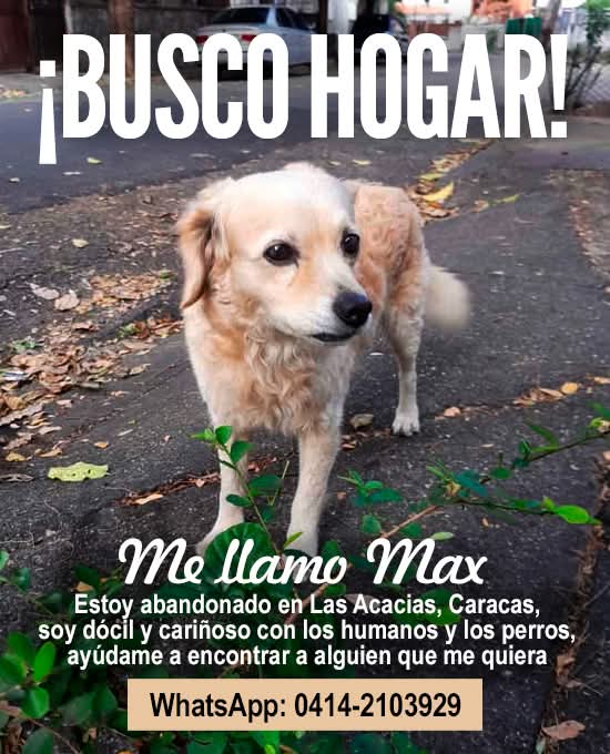 Max busca a su familia ideal.  Vamos a  ayudarle a encontrarla, por favor difunde