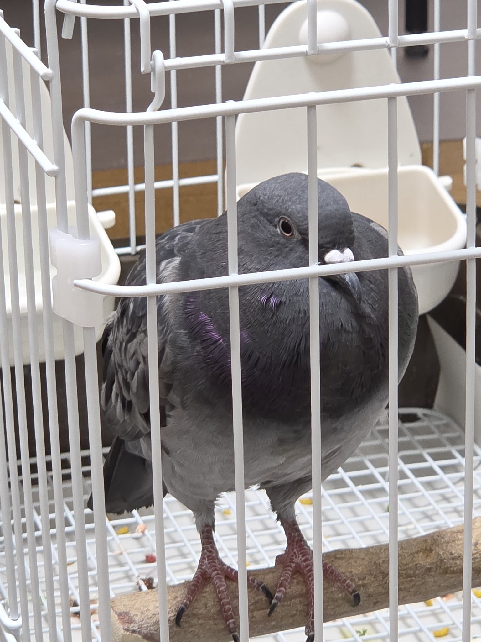 鳩村うさぽ🥖🥐🐦💕🍜 on X: 