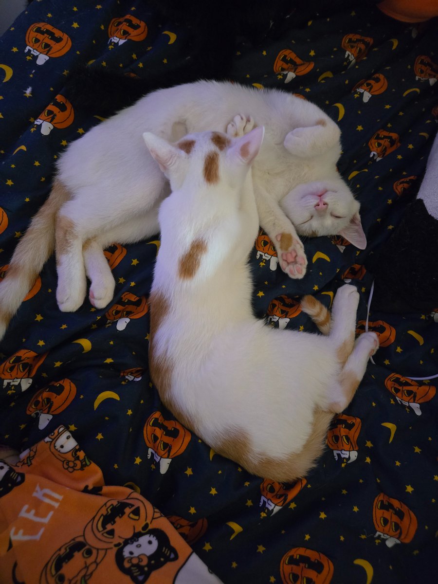 Spooktober day 2: Two actual gremlins who just turned six months old today