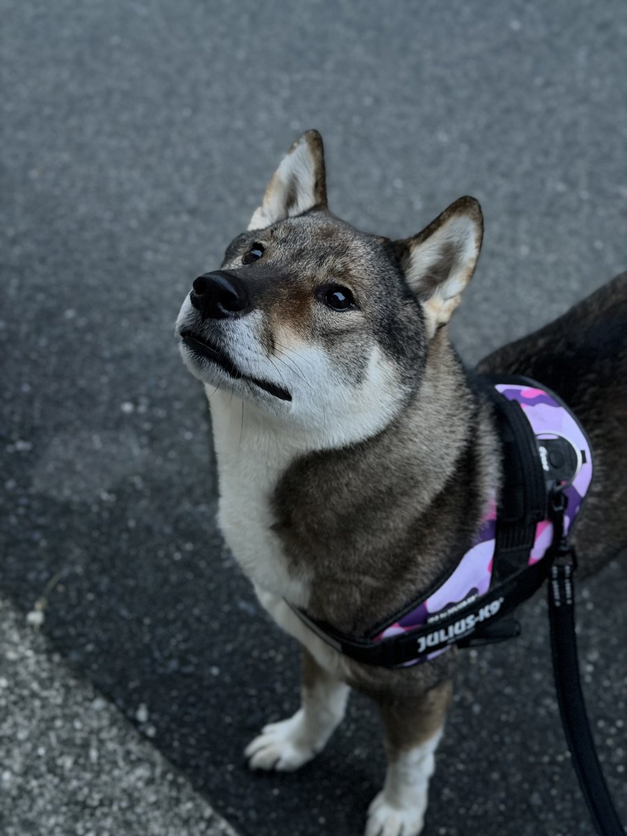 散歩からの帰り、家の前に着くと2階の窓から物音が聞こえてきたので様子を伺うオト。
＃四国犬