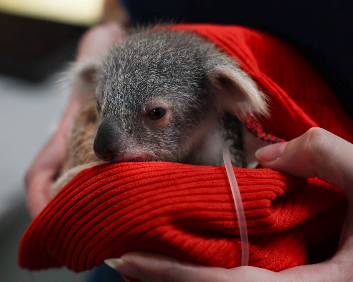 Meet Lola! 🐨
A sweet orphaned koala joey who came into care after a tragic start, she was thrown from her mother’s pouch when they were hit by a car. Sadly, her mum didn’t survive, but brave little Lola did.
Her story is a powerful reminder to drive carefully in wildlife areas,