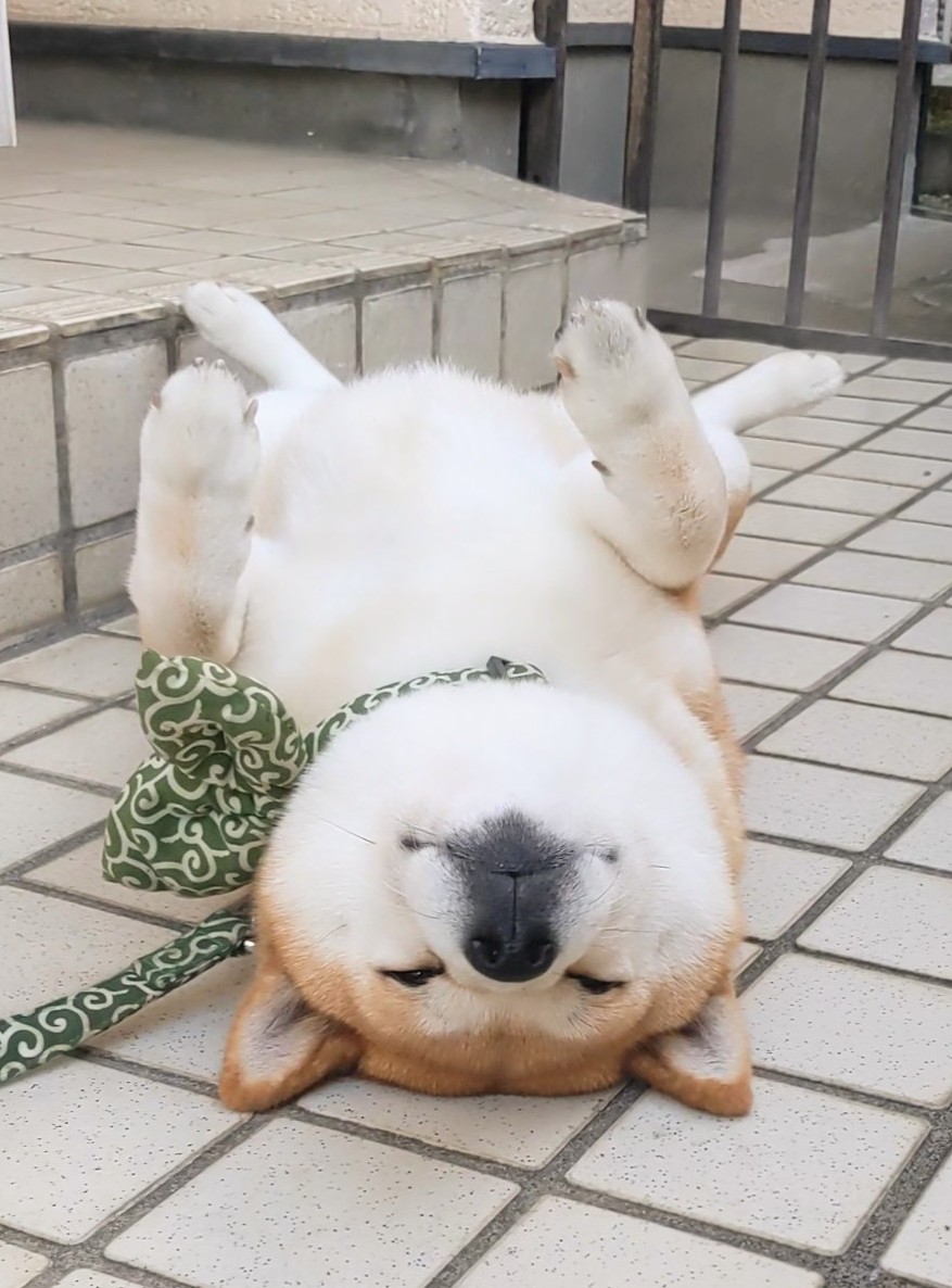 michiharumomo's tweet photo. おはよー😀ございます！
晴れ☀ました！
まだ入らないワン🐶
今日も😀よろしくでーす！ https://t.co/o7lpATlBXD