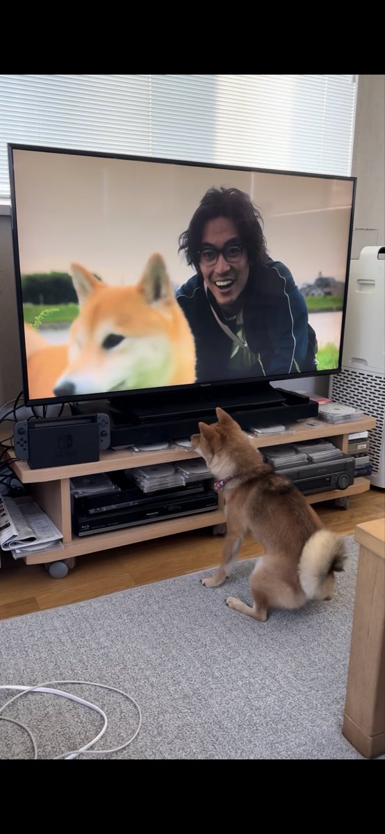 柴犬スヌハチと豆柴スヌまる子ちゃん (@nextconka) on Twitter photo 新しく始まったNHK夜ドラ「シバのおきて」をガン見するスヌまる子ちゃん📺👀
#スヌハチ #スヌまる子ちゃん #柴犬 #豆柴 #柴犬との暮らし #柴犬がいる暮らし #柴犬を崇めよ #柴犬のいる生活 #柴犬好きと繋がりたい 新しく始まったNHK夜ドラ「シバのおきて」をガン見するスヌまる子ちゃん📺👀
#スヌハチ #スヌまる子ちゃん #柴犬 #豆柴 #柴犬との暮らし #柴犬がいる暮らし #柴犬を崇めよ #柴犬のいる生活 #柴犬好きと繋がりたい