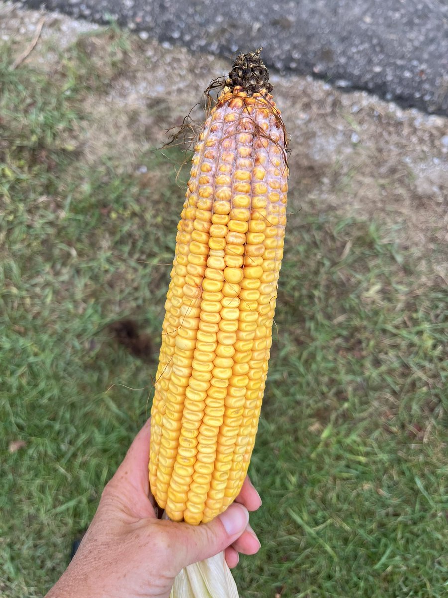 Leanne Freitag, CCA-ON tweet media