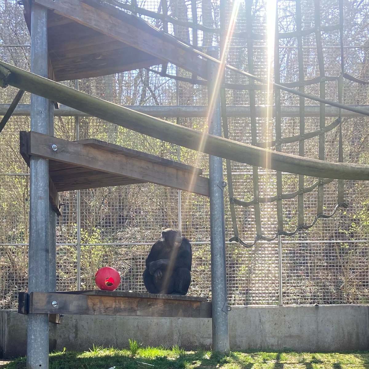 The PRC remembers the immeasurable impact Jane Goodall's life and work had (and will continue to have) on chimpanzees — watch it live tonight at 5:30pm on <a href="/LEX18News/">LEX 18 News</a> . We'll post a link directly to the story once it airs, or you can check their website at lex18.com