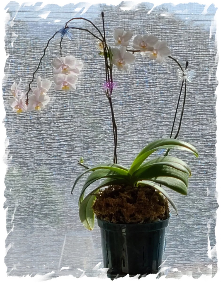 Carla_Baron's tweet image. Vanessa is back to her beautiful self now after resting!
#OctoberVibes  💜🪄