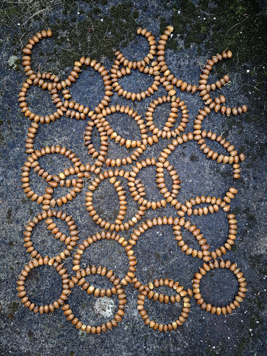 TimPughArtist's tweet image. Modrwyau/Rings. Mes/Acorns. Cleator Moor,Cumberland. #hydref #autumn #transition #mes #modrwyau #lliw #cumberland #acorns
