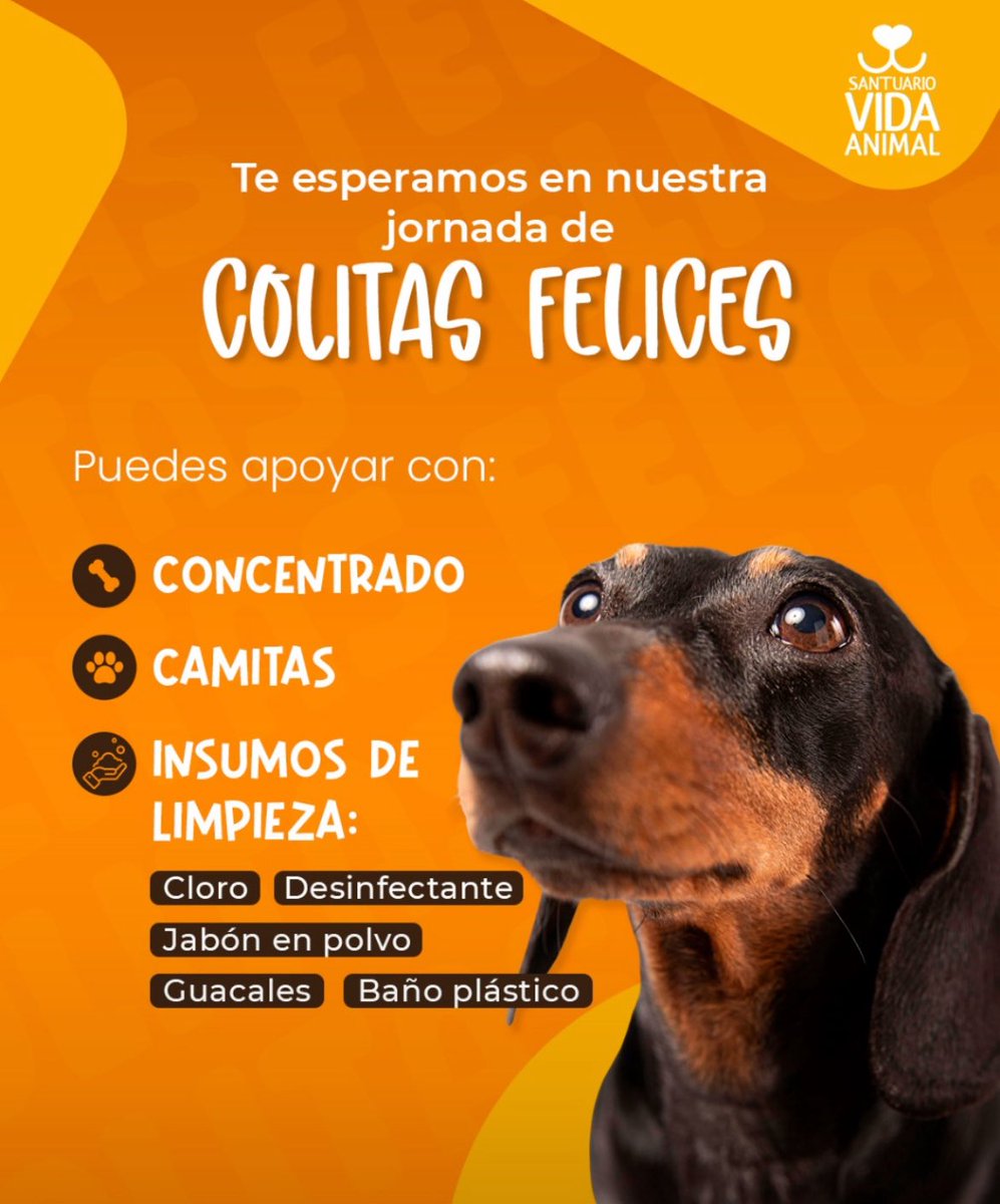 yolismiolis__'s tweet photo. ¡Ayúdennos a ayudar animalitos! 🧡🦴
Estamos recolectando comida e insumos para perritos y gatitos. 

Pueden llegar el viernes a partir de las 3 p.m. Al edificio M2 (ECC-Usac) para entregar sus colaboraciones. 
¡RT, por fis! 🔁 https://t.co/Rg3npvAzd7