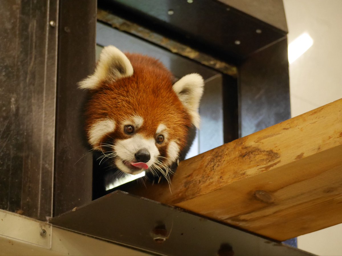 orangebanabana's tweet photo. ใชใผใกใใใงใใใฏใใใใใใพใ๐
#ใฎใใปใใใผใฏ
#ใฌใใตใผใใณใใ#redpanda
#ใชใผใใกใ#ๆ่ฑใ#Reafa https://t.co/jxcPRYOHin