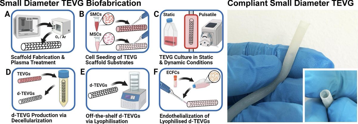 ExtracellMatrix's tweet image. 🧫 Researchers investigated differences in ECM production and mechanical performance of tissue-engineered vascular grafts cultured with placental mesenchymal stem cells and smooth muscle cells in static and dynamic conditions.
@BiomaterialsAdv | bit.ly/42Z4qNM