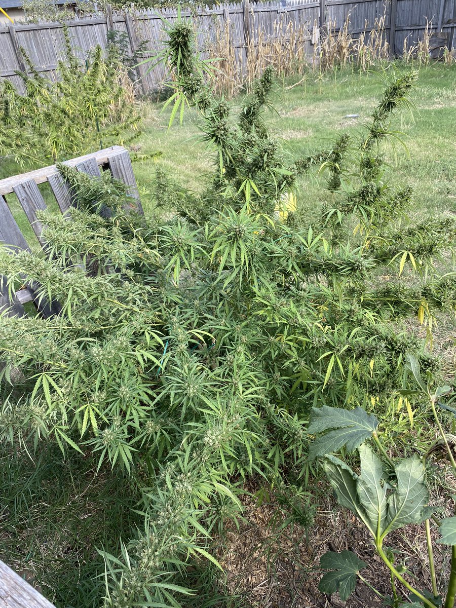 Amber has arrived. We’ll start hacking away at her very soon.