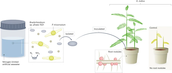 A nitrogen-fixing bacterium forms symbioses on land and at sea. Nat Microbiol 10, 2363–2364 (2025). doi.org/10.1038/s41564…