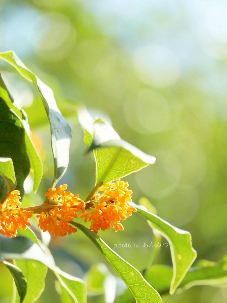 ☆あんみつ☆ (@BiDwVv7B2Uh5VYR) / Posts / X