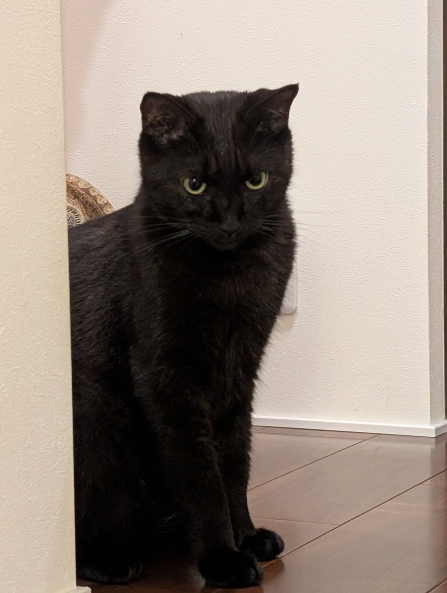 鳥猫 on X: 