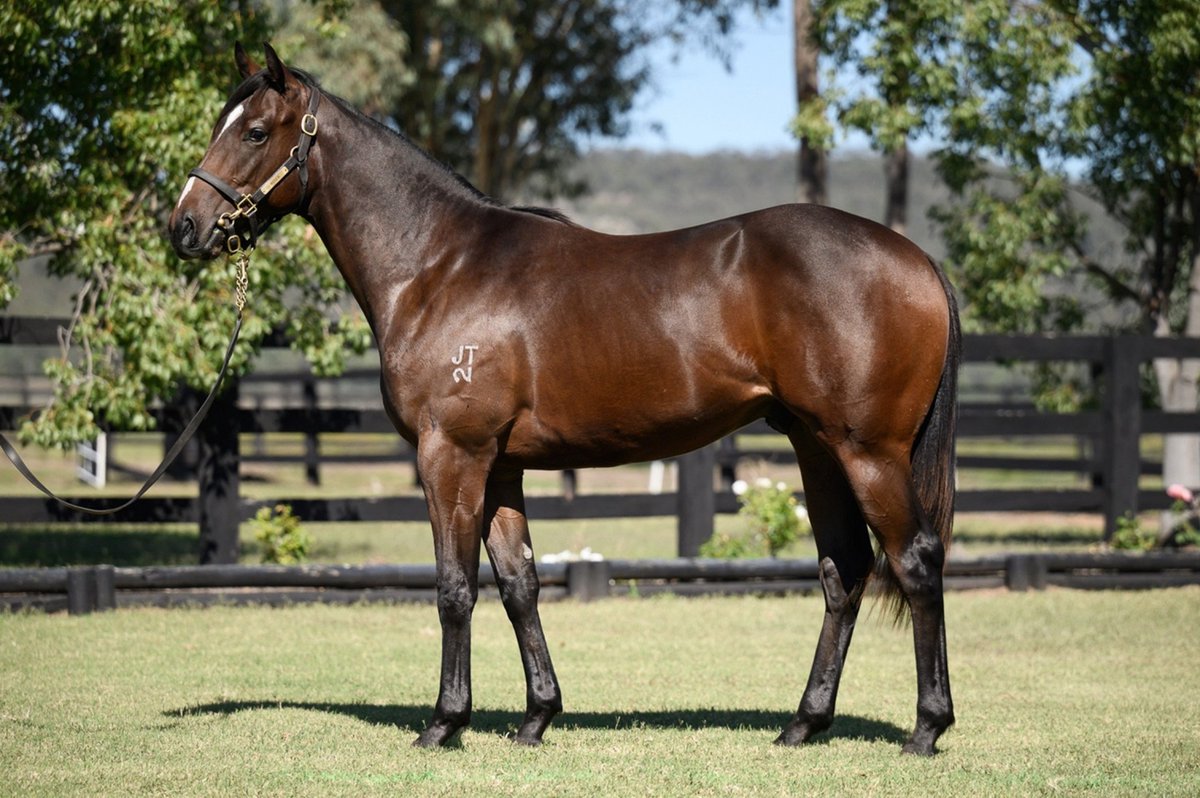 Minervini Racing (@minerviniracing) on Twitter photo BOLD DESIGN (4g ex Cailini) resumes <a href="/thebrookracing/">Muswellbrook Race Club</a> on Monday. The son of CALYX (GB) had a win and a placing from two runs in his first preparation. <a href="/reith_christian/">Christian Reith</a> rides in the <a href="/Empireguard1/">Empireguard Pty Ltd ML 000 107 480</a> Class 1 over 1000m. <a href="/coolmorestud/">Coolmore</a> <a href="/coolmoreamerica/">Coolmore America</a> <a href="/CoolmoreAus/">Coolmore Australia</a> <a href="/widdenstud/">Widden</a> BOLD DESIGN (4g ex Cailini) resumes <a href="/thebrookracing/">Muswellbrook Race Club</a> on Monday. The son of CALYX (GB) had a win and a placing from two runs in his first preparation. <a href="/reith_christian/">Christian Reith</a> rides in the <a href="/Empireguard1/">Empireguard Pty Ltd ML 000 107 480</a> Class 1 over 1000m. <a href="/coolmorestud/">Coolmore</a> <a href="/coolmoreamerica/">Coolmore America</a> <a href="/CoolmoreAus/">Coolmore Australia</a> <a href="/widdenstud/">Widden</a>