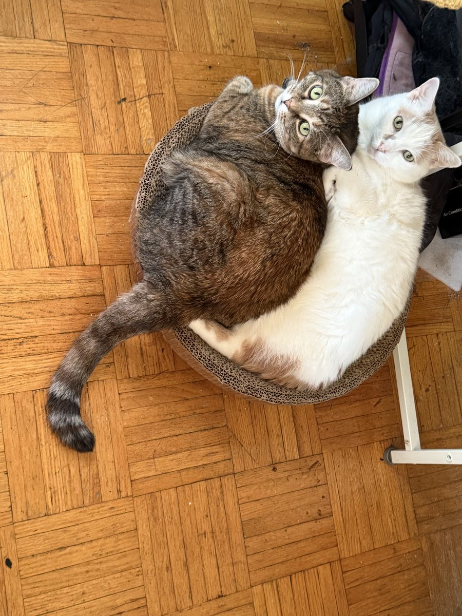TheMalaMoragain's tweet image. I seriously thought the cats had paired off as Oscar &amp;amp; Athena then Felix &amp;amp; Artemis. So, either Oscar &amp;amp; Artemis have a new appreciation for each other, or it’s a power move for dominance over the cardboard round (or maybe they swap depending on the day).

🤷‍♀️😹😻❤️

#Cats #Snuggles