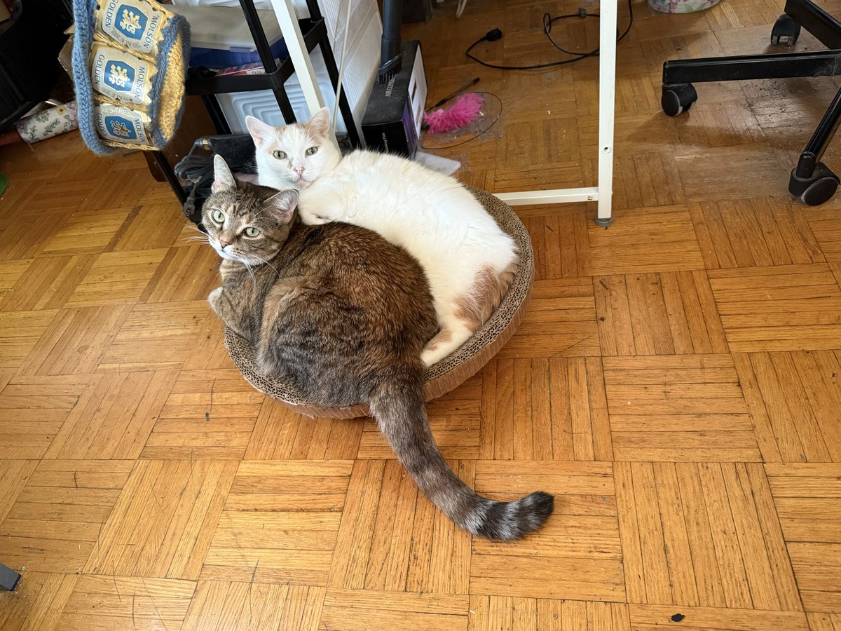 TheMalaMoragain's tweet image. I seriously thought the cats had paired off as Oscar &amp;amp; Athena then Felix &amp;amp; Artemis. So, either Oscar &amp;amp; Artemis have a new appreciation for each other, or it’s a power move for dominance over the cardboard round (or maybe they swap depending on the day).

🤷‍♀️😹😻❤️

#Cats #Snuggles