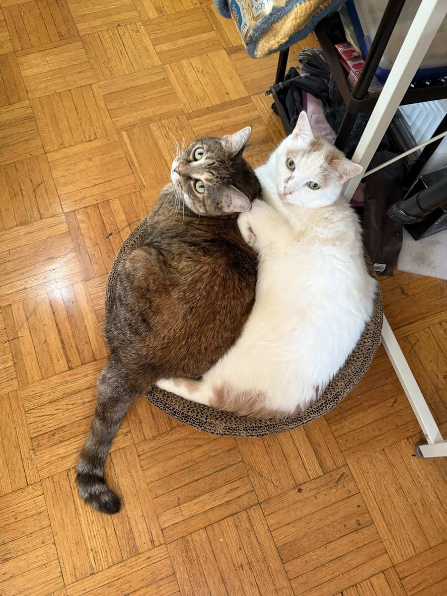 TheMalaMoragain's tweet image. I seriously thought the cats had paired off as Oscar &amp;amp; Athena then Felix &amp;amp; Artemis. So, either Oscar &amp;amp; Artemis have a new appreciation for each other, or it’s a power move for dominance over the cardboard round (or maybe they swap depending on the day).

🤷‍♀️😹😻❤️

#Cats #Snuggles