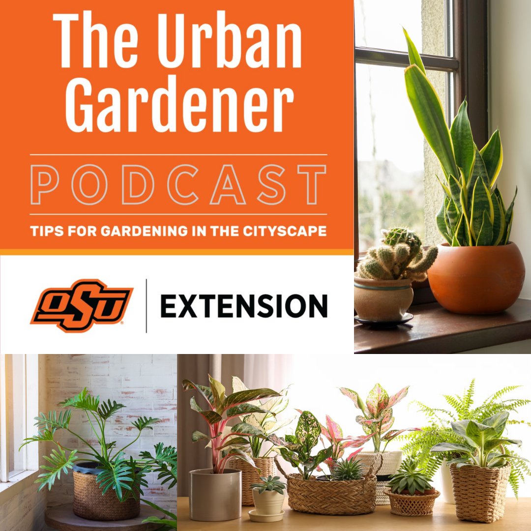 It might not feel like fall, but join us for the latest episode of The Urban Gardener Podcast to learn some tips and trick for prepping your outdoor plants to move inside for the winter. #theurbangardenerpodcast
open.spotify.com/episode/6gvlDi…