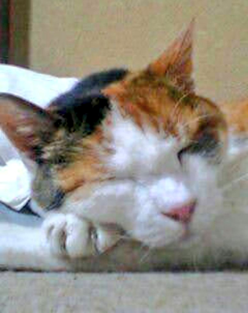 ongakuneco's tweet photo. 猫と暮らしたいな。でもこの家じゃ狭すぎて猫に自由をあげられないから無理だ。この家はそう簡単には離れられないし。産まれたときからずっと猫が居るのが当たり前の人生だったから人生から猫が居なくなって数年ずっと心がぼんやりして不安定。 https://t.co/KaZBO1UrHG