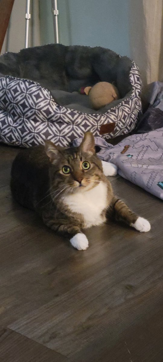 Purrmarrion's tweet photo. @CardoStella5 MEOW 😻

https://t.co/cSLOFfE0Y8
#cashapp #cats #cute #onlyfans https://t.co/sOZFlAAcxX