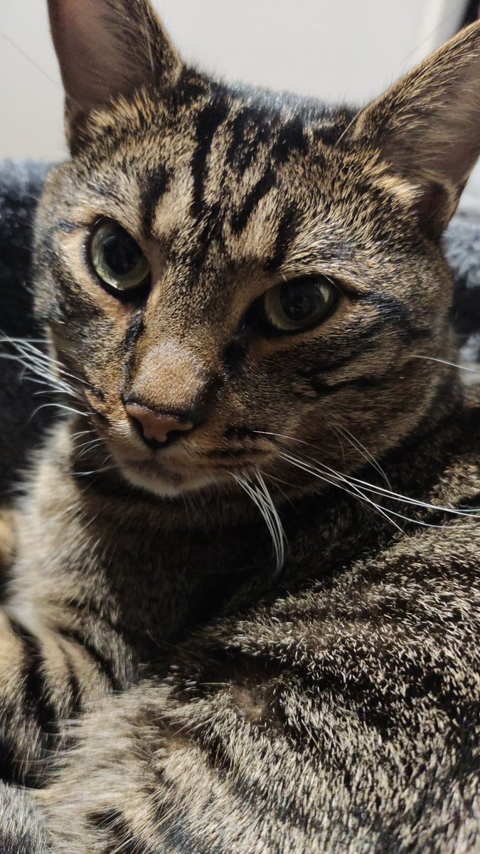 soyjonita's tweet photo. donde hay concursos de gatos guapos que los gana todos https://t.co/CBQKgFGXiN
