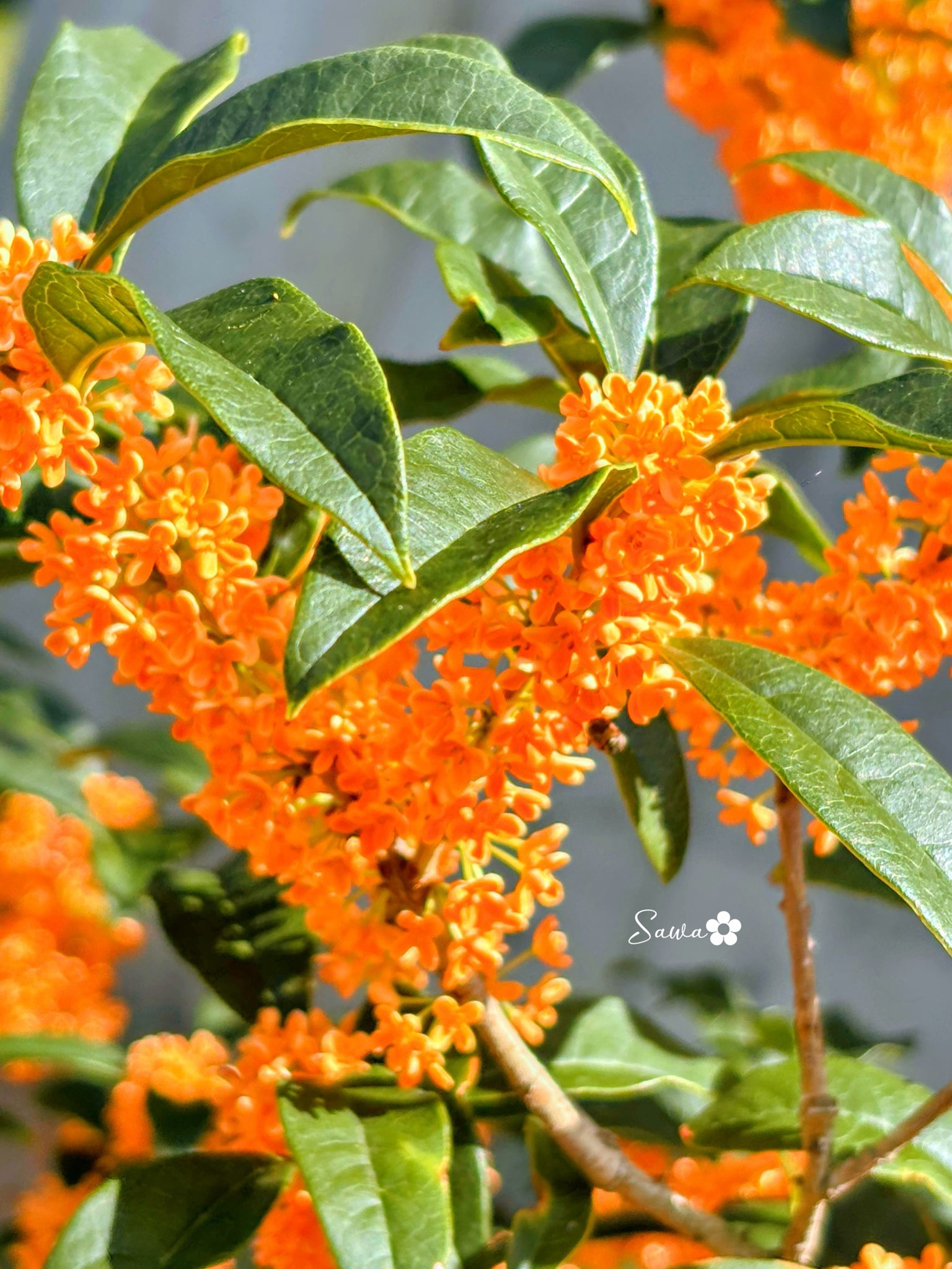 Incognito - Bees+Things+Flowers 国内プロモEP Incognito - Bees+Things+Flowers 国内プロモEP - メルカリ