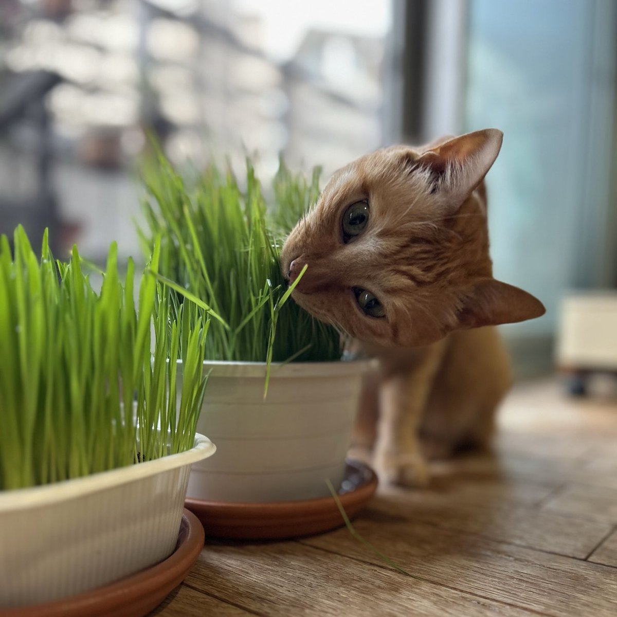 おはよーにゃん💕
朝ごはん🥣ケロったー
サラダ🥗でサッパリ整えるにゃ
横からムシャムシャするよ😋

今日もよろしくね〜💕

#猫好きさんと繋がりたい
#茶トラ
#猫のいる暮らし