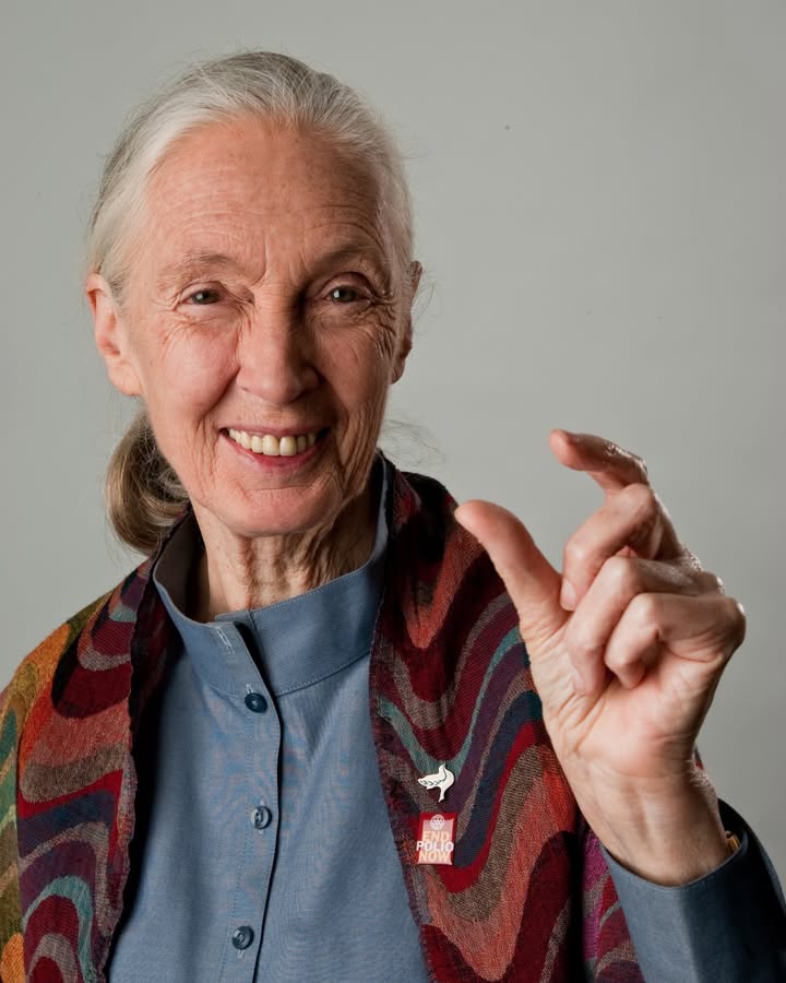 Rotary's tweet photo. “Every single day we make an impact on the world, and we have a choice as to what kind of impact we’re going to make.” – Jane Goodall 

A pioneering scientist, conservationist, and United Nations Messenger of Peace, Dr. Goodall inspired generations to care for people, animals, and the environment.