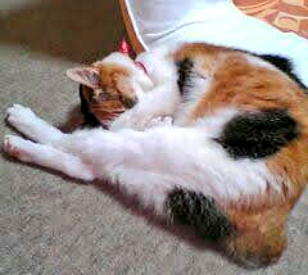 ongakuneco's tweet photo. 猫と暮らしたいな。でもこの家じゃ狭すぎて猫に自由をあげられないから無理だ。この家はそう簡単には離れられないし。産まれたときからずっと猫が居るのが当たり前の人生だったから人生から猫が居なくなって数年ずっと心がぼんやりして不安定。 https://t.co/KaZBO1UrHG