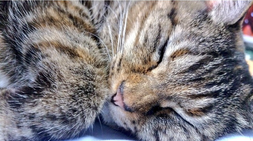 ongakuneco's tweet photo. 猫と暮らしたいな。でもこの家じゃ狭すぎて猫に自由をあげられないから無理だ。この家はそう簡単には離れられないし。産まれたときからずっと猫が居るのが当たり前の人生だったから人生から猫が居なくなって数年ずっと心がぼんやりして不安定。 https://t.co/KaZBO1UrHG