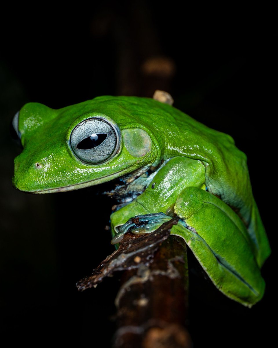 Macro_Nara's tweet photo. This rainforest philosopher 🐸 — silver eyes, smug grin, and climbing pads made for the tropics. The leaf frog from Semenyih, Malaysia.
#frogsofinstagram #macro #biodiversity https://t.co/MfCnn5NDB4