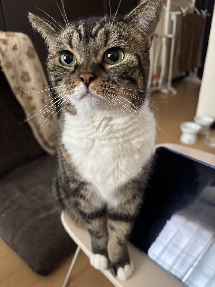 もん (@marukotokinako) / Posts / X