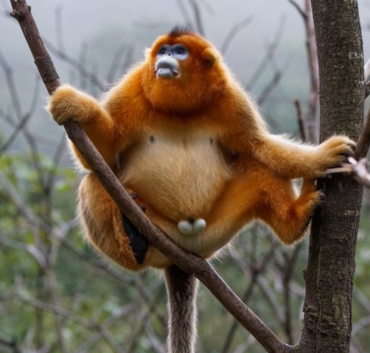 Bleppsama tweet media