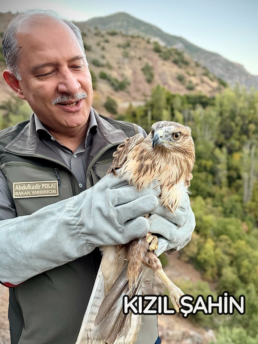 Yaralandıktan sonra <a href="/milliparklar/">Milli Parklar</a> rehabilitasyon merkezimizde tedavi ettiğimiz kızıl şahini doğaya saldık. 
📍Tunceli - Munzur Vadisi
<a href="/DKMP15Bolge_/">DKMP 15. Bölge Müdürlüğü</a>