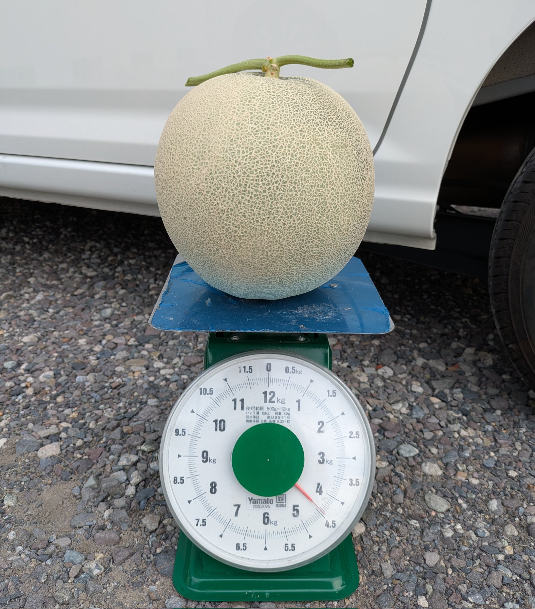 すいか　３週間 Small watermelon cultivation: How to determine harvest time