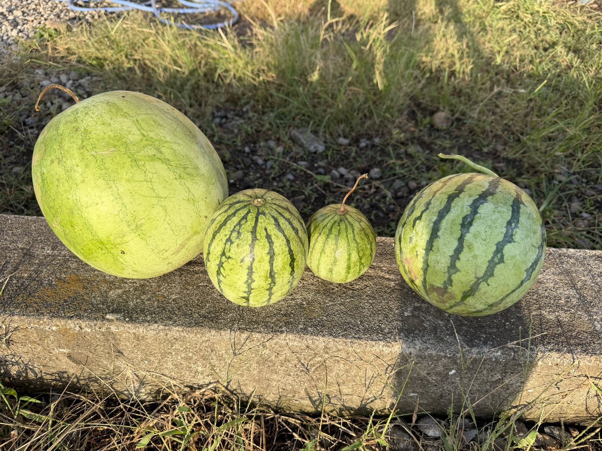 スイカ🍉 - Search / X