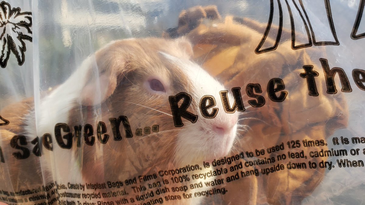 On Saturday the most UNIMAGINABLE thing happened. 
As team member Sarah walks to her car to go home for the day. she notices a weird looking see-through plastic bag. 
Imagine our shock and horror when, upon closer investigation we discovered a precious guinea pig and a t-shirt