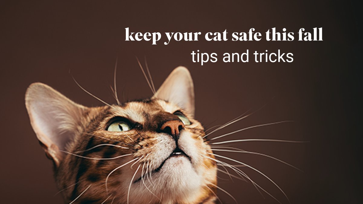 Dr. Elsey's tweet media