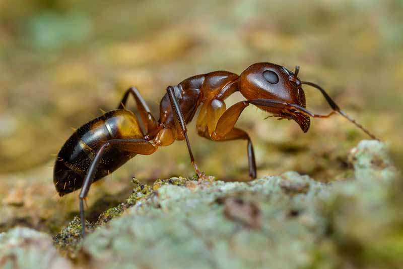 Gardeners_Path_'s tweet image. How to Manage an Argentine Ant Infestation - what do you do when you find these invasive pests in your home or backyard? Learn how to control an infestation and when to call in the exterminator! gardenerspath.com/how-to/disease… #ants #infestation