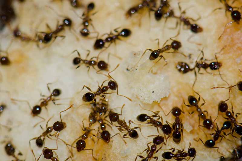 Gardeners_Path_'s tweet image. How to Manage an Argentine Ant Infestation - what do you do when you find these invasive pests in your home or backyard? Learn how to control an infestation and when to call in the exterminator! gardenerspath.com/how-to/disease… #ants #infestation