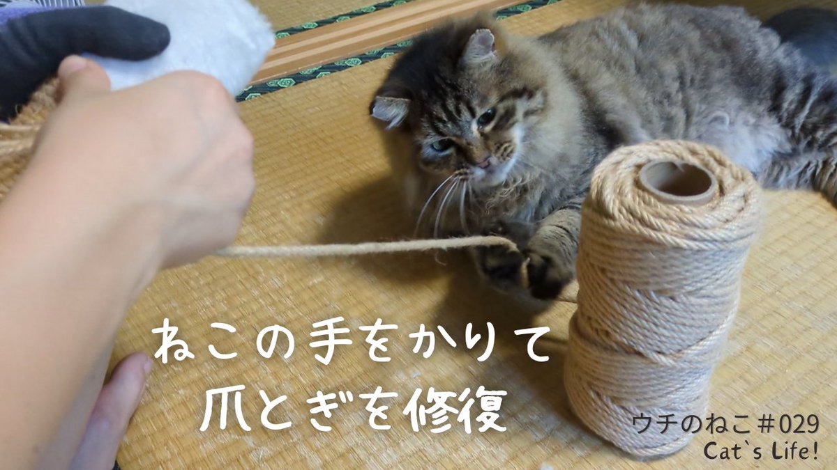 CatsLife #猫のいる暮らし #猫のいる生活 #猫のいる幸せ #猫好きさんと