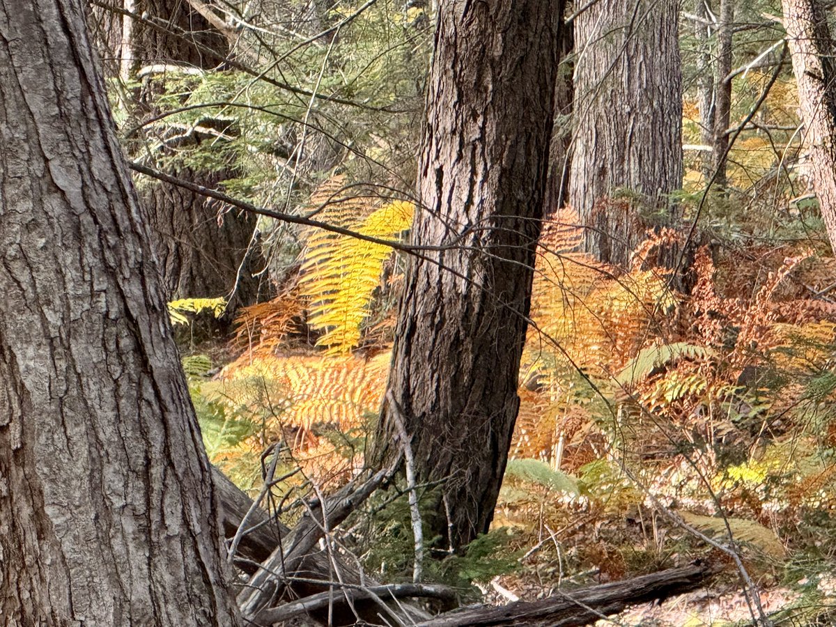 Vibrant green ferns have turned to orange and yellow with the change of season. Marching toward winter.
#maine #autumn #foliage #newengland #fall