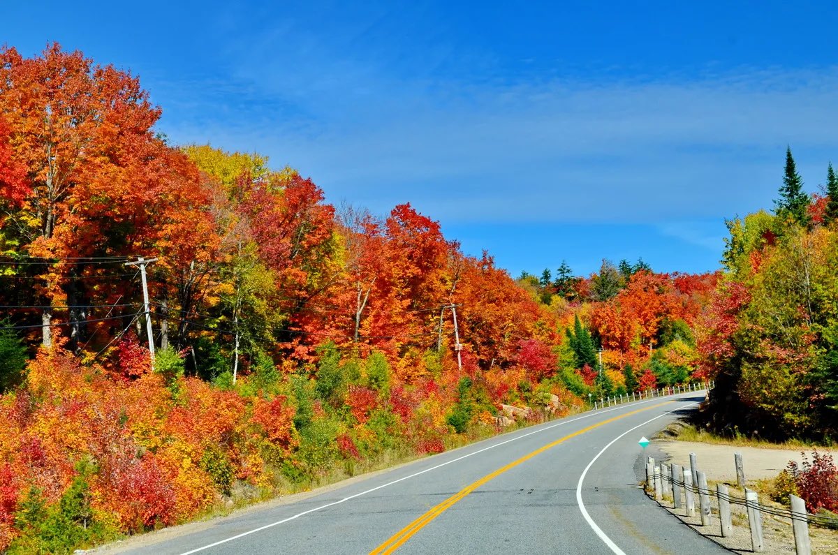 Guys. The colours are at their peak in Algonquin Park