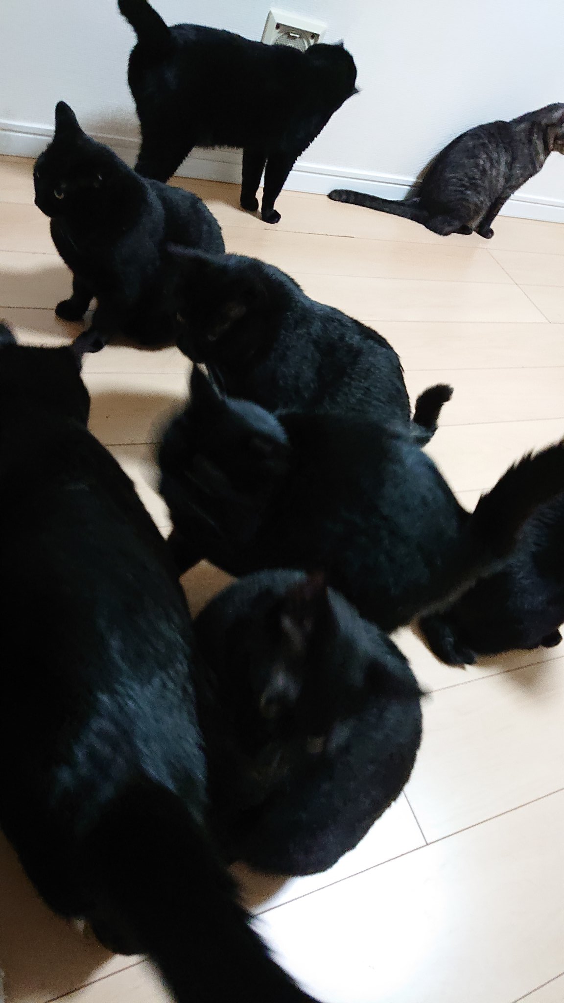 黒猫一家🐭 (@arca20220921) / X