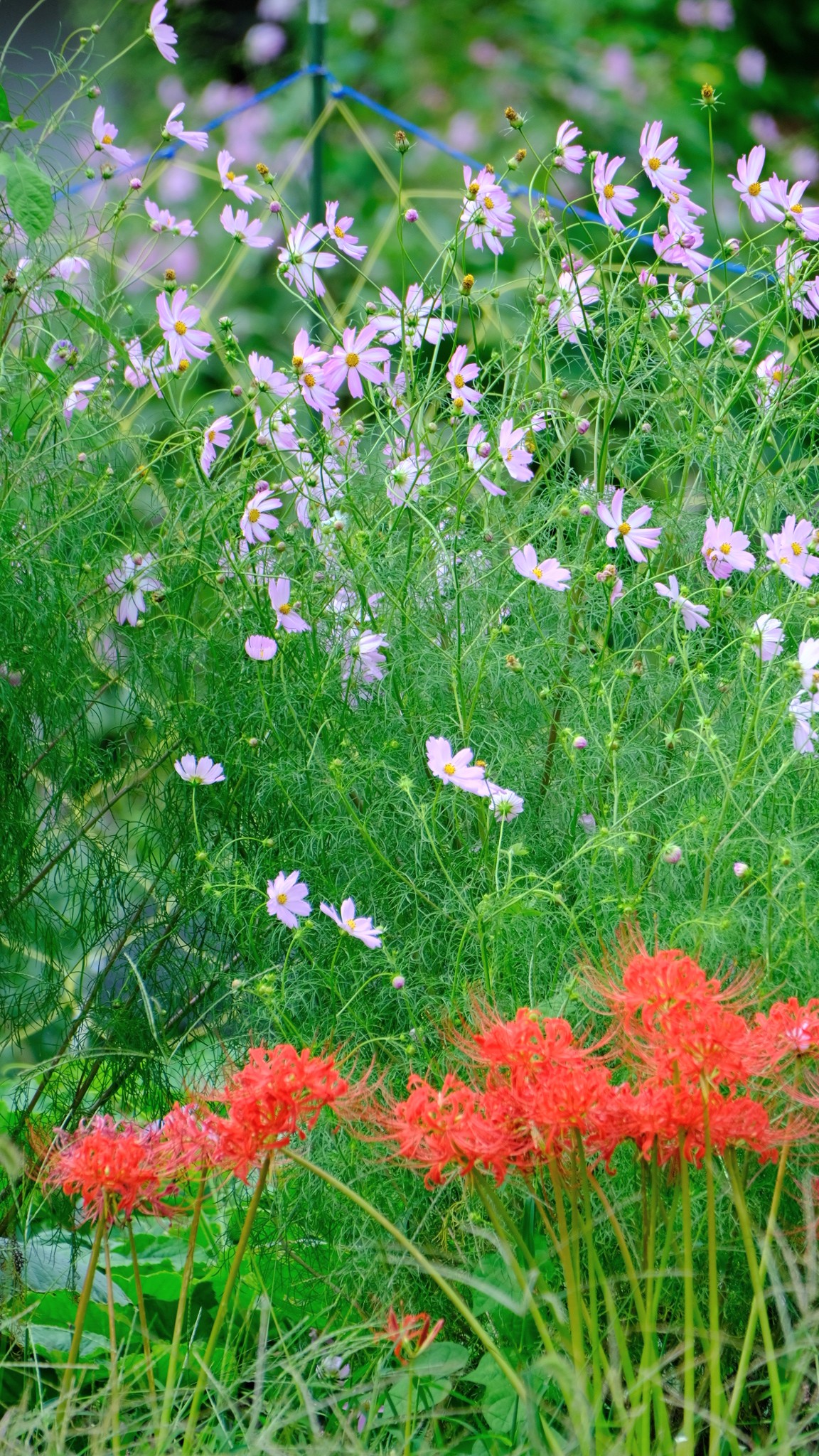 コスモスなの様 リクエスト 2点 まとめ商品 コスモスなの様 リクエスト 2点 まとめ商品 n様 リクエスト 2点