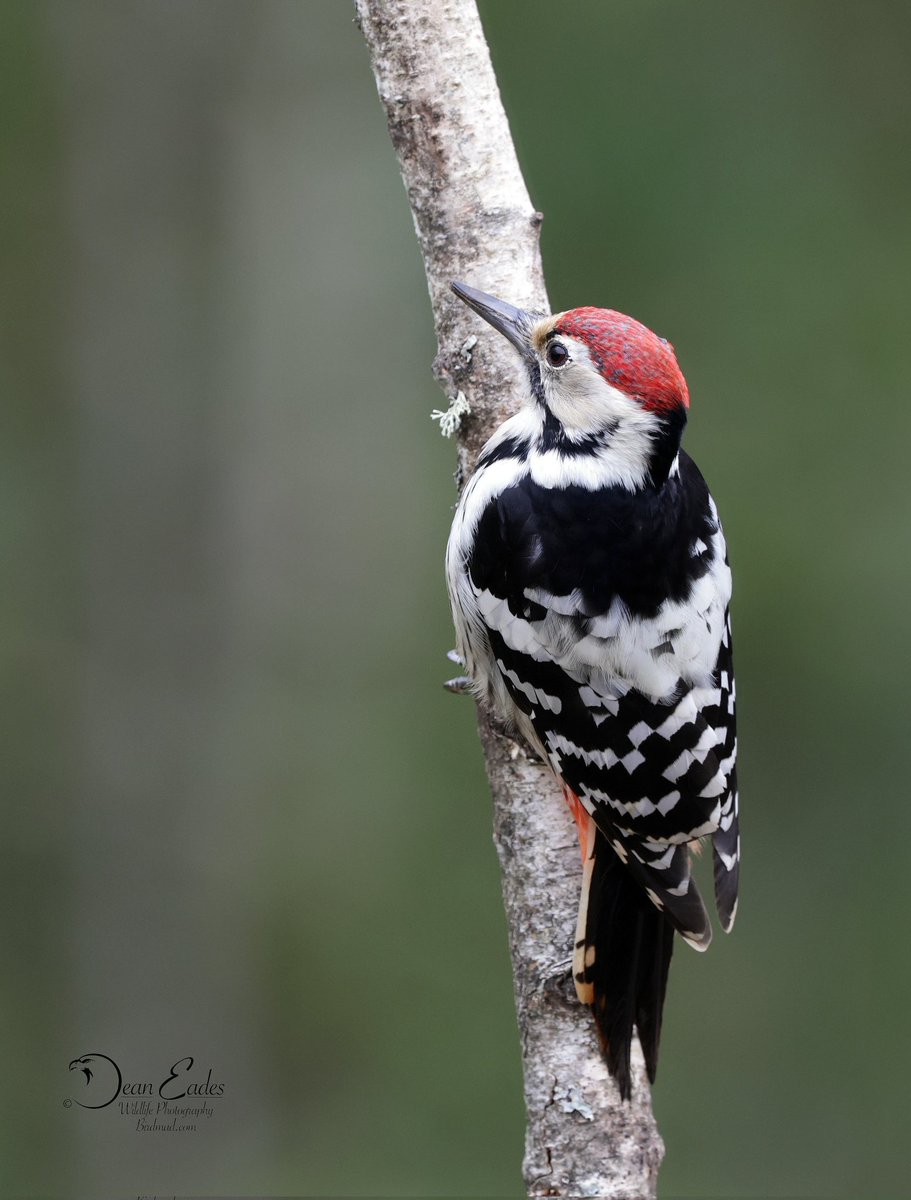 Superb time in Estonia with <a href="/WildlifedreamsP/">Wildlife-Dreams</a> 
<a href="/visitestonia/">Visit Estonia</a>