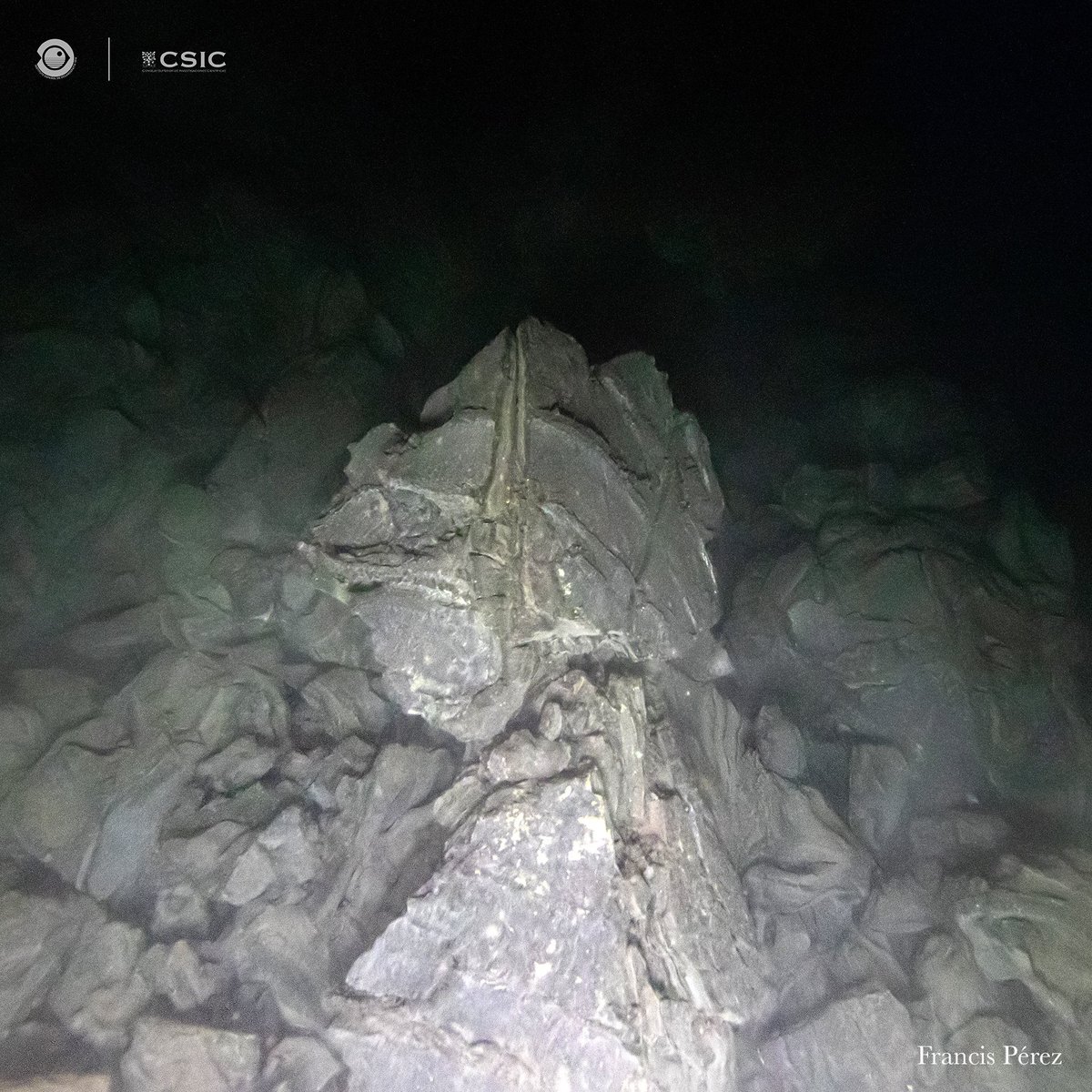 GeoTenerife Marine SciCamp (@marinescicamp) on Twitter photo Tajogaite submarine lavas (2021)
Photos from <a href="/francis_perez00/">Francis Pérez</a> taken on assignment for <a href="/IEOoceanografia/">Instituto Español de Oceanografía (IEO-CSIC)</a> <a href="/VulcanaIEO/">Grupo VULCANA IEO-CSIC</a> with the ROV Liropus 2000 and his underwater camera. Photos ranging from 120 m to 45 m.
#cumbrevieja #eruption #lapalma
#submarinevolcanology Tajogaite submarine lavas (2021)
Photos from <a href="/francis_perez00/">Francis Pérez</a> taken on assignment for <a href="/IEOoceanografia/">Instituto Español de Oceanografía (IEO-CSIC)</a> <a href="/VulcanaIEO/">Grupo VULCANA IEO-CSIC</a> with the ROV Liropus 2000 and his underwater camera. Photos ranging from 120 m to 45 m.
#cumbrevieja #eruption #lapalma
#submarinevolcanology