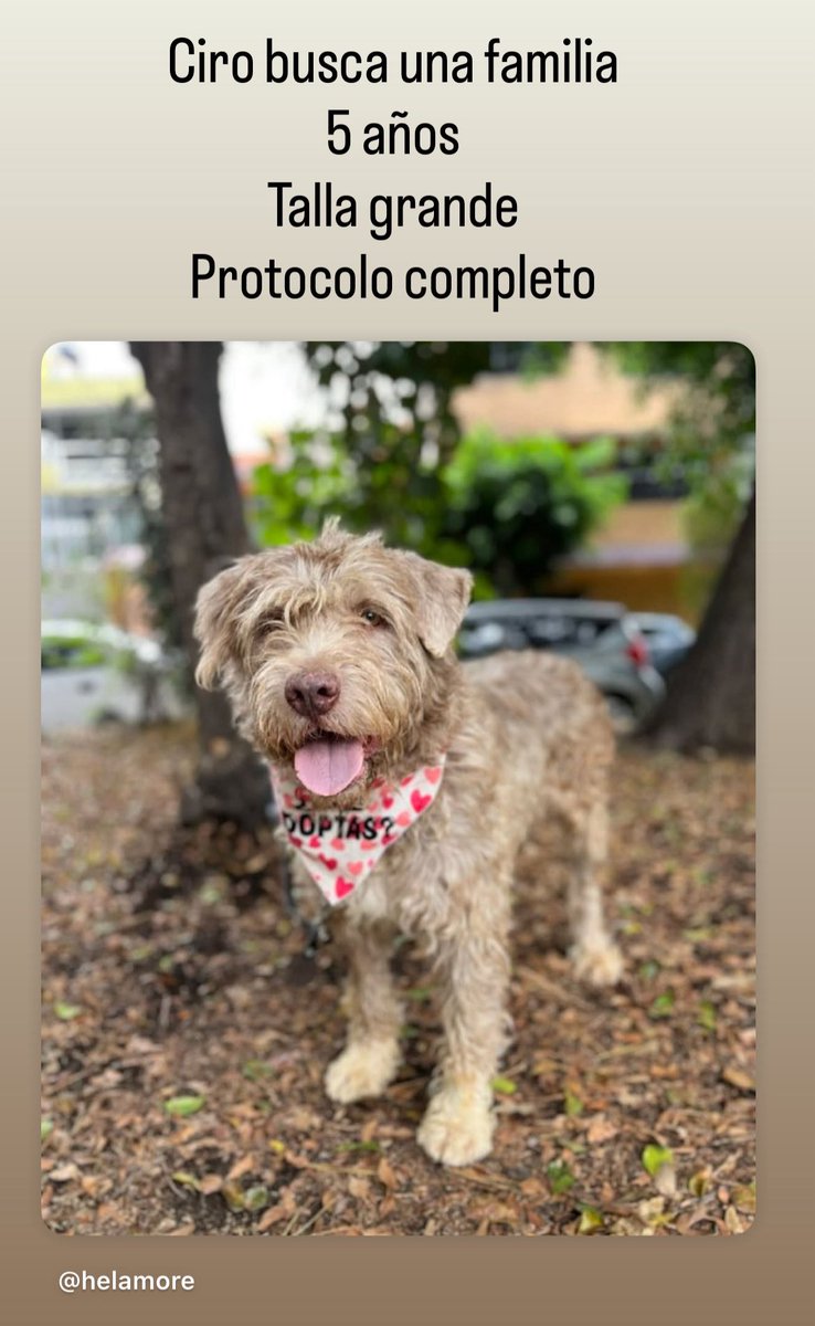 Buscamos casita para Ciro.🥰
#PerritoEnAdopción #adoptable #AdoptaNoCompres #AdoptaUnPerrito 
Estamos en CDMX.